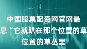 中国股票配资网官网最新信息“它就趴在那个位置的草丛里